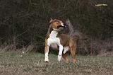 AMSTAFF ADULT 377